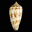 To Conchology (Phasmoconus solomonensis)