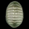 To Conchology (Chiton magnificus)
