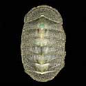 To Conchology (Chiton cumingsii)