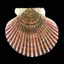 To Conchology (Argopecten purpuratus)