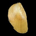 To Conchology (Vulsella vulsella)