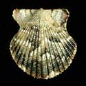 To Conchology (Argopecten ventricosus YOUNG)