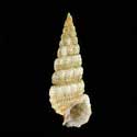 To Conchology (Cerithium novaehollandiae)