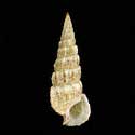 To Conchology (Cerithium novaehollandiae)