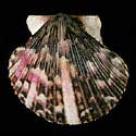 To Conchology (Argopecten ventricosus SPECIAL COLOR)