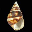 To Conchology (Liguus fasciatus)