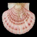 To Conchology (Leptopecten palmeri PINK)