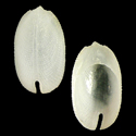 To Conchology (Zeidora reticulata)