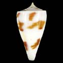 To Conchology (Kioconus lenavati YOUNG)