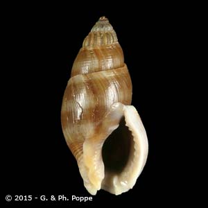 Nassarius fuscus