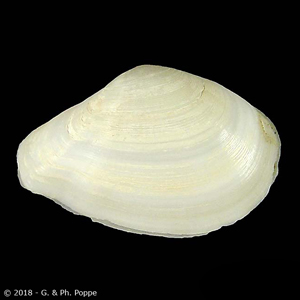 Macoma cygnus