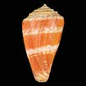 To Conchology (Pictoconus pictus ORANGE)