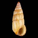 To Conchology (Cerithium boeticum cf.)