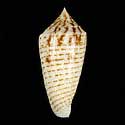 To Conchology (Phasmoconus mucronatus GIANT)