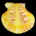 To Conchology (Cryptopecten nux ORANGE SUNRAY)