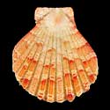 To Conchology (Anguipecten picturatus)