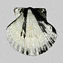 To Conchology (Argopecten ventricosus SPECIAL COLOR)