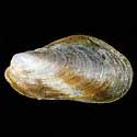 To Conchology (Modiolus philippinarum)