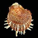 To Conchology (Spondylus setiger cf.)