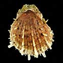 To Conchology (Spondylus setiger)