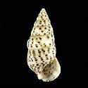 To Conchology (Cerithium punctatum)