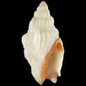 To Conchology (Canarium scalariforme)