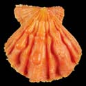 To Conchology (Nodipecten fragosus ORANGE)