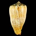 To Conchology (Dendroconus suratensis FREAK)