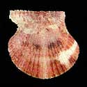 To Conchology (Cryptopecten nux PINK)