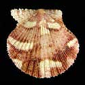 To Conchology (Cryptopecten nux SPECIAL COLOR)