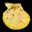 To Conchology (Cryptopecten nux YELLOW)