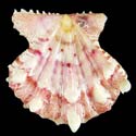 To Conchology (Mirapecten mirificus PINK)