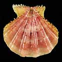 To Conchology (Mirapecten rastellum LARGE)