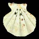 To Conchology (Mirapecten rastellum GIANT)