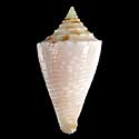 To Conchology (Conasprella nereis PALE FORM)