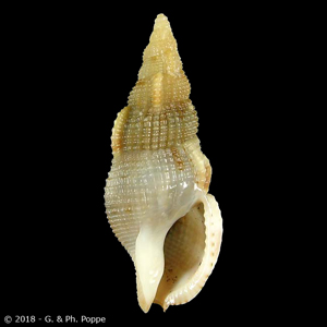 Cumia reticulata