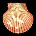 To Conchology (Aequipecten flabellum SPECIAL COLOR)