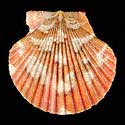 To Conchology (Aequipecten flabellum SPECIAL COLOR)