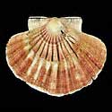 To Conchology (Pecten jacobaeus FREAK)