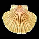 To Conchology (Pecten jacobaeus CREAM)