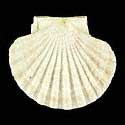 To Conchology (Pecten jacobaeus WHITE)