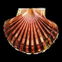 To Conchology (Pecten jacobaeus DARK)