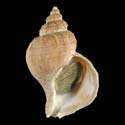 To Conchology (Neptunea lamellosa)