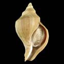 To Conchology (Neptunea bulbacea)