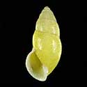 To Conchology (Amphidromus chloris YELLOW)