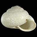 To Conchology (Arianta arbustorum alpicola ALBINO)