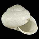 To Conchology (Arianta arbustorum alpicola ALBINO)