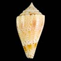 To Conchology (Conasprella otohimeae)