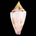 To Conchology (Lividoconus floridulus YOUNG)