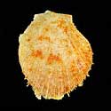 To Conchology (Spondylus occidens ORANGE)